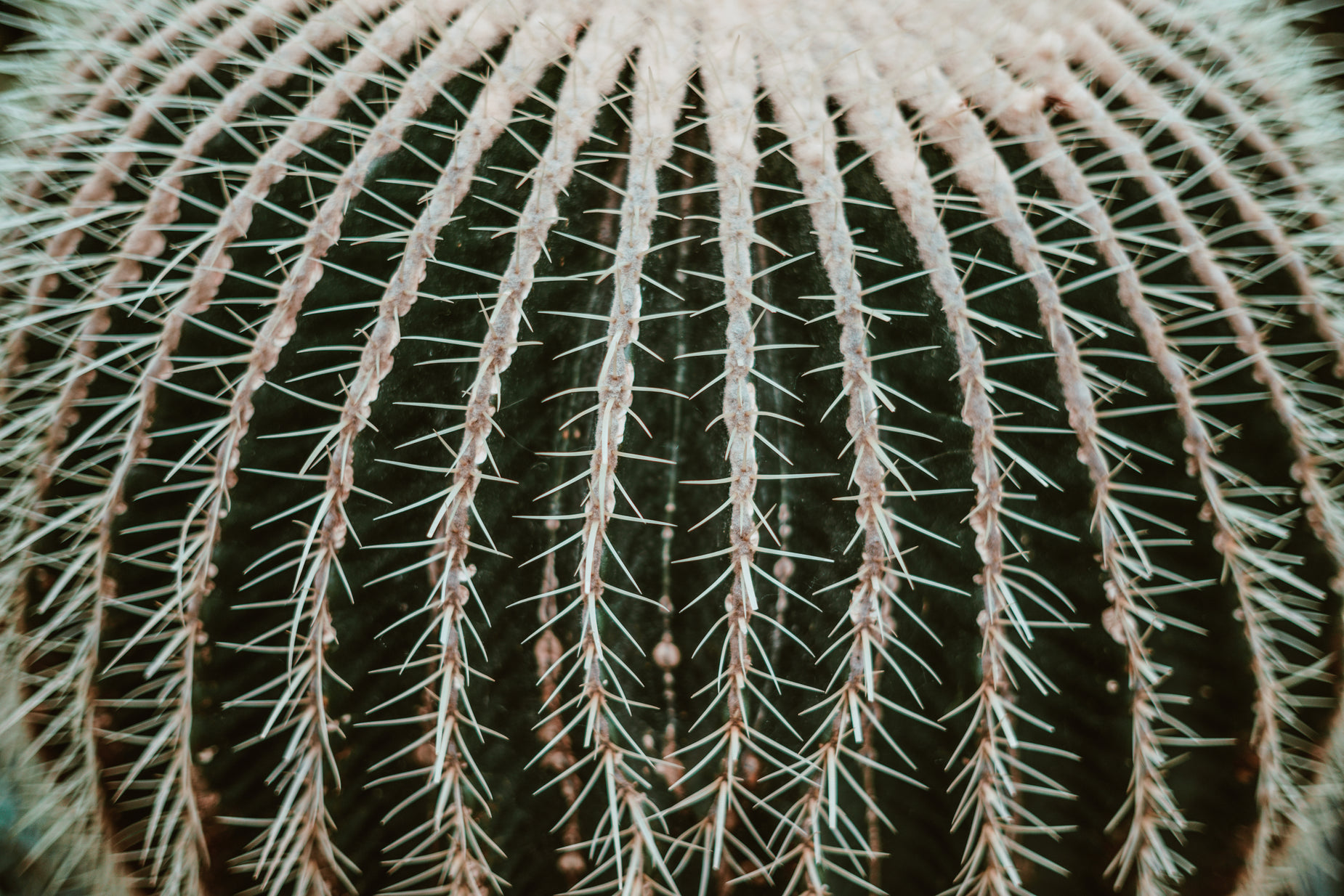 a green cactus is shown with many sharp needles