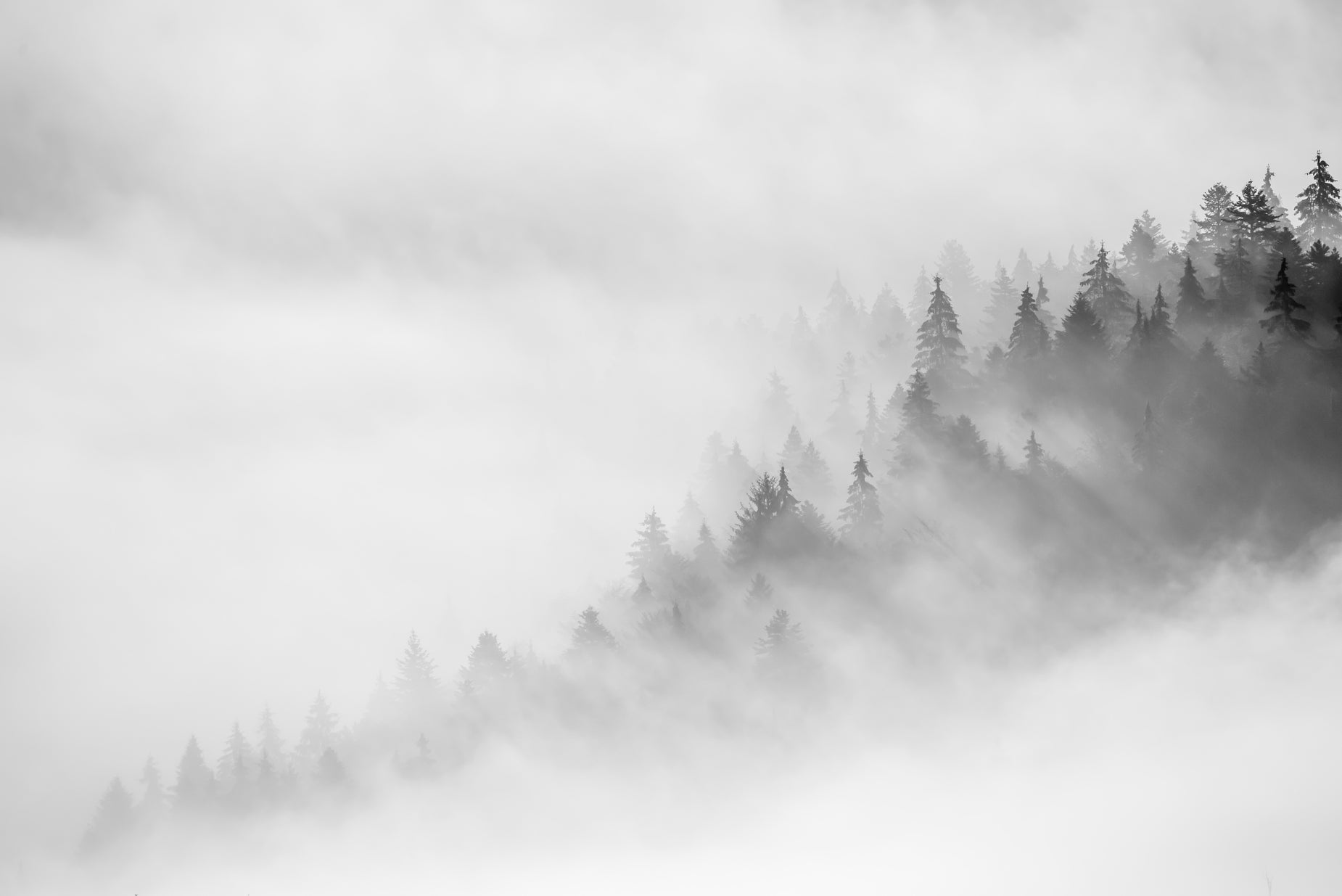 a mountain slope with lots of trees on the side