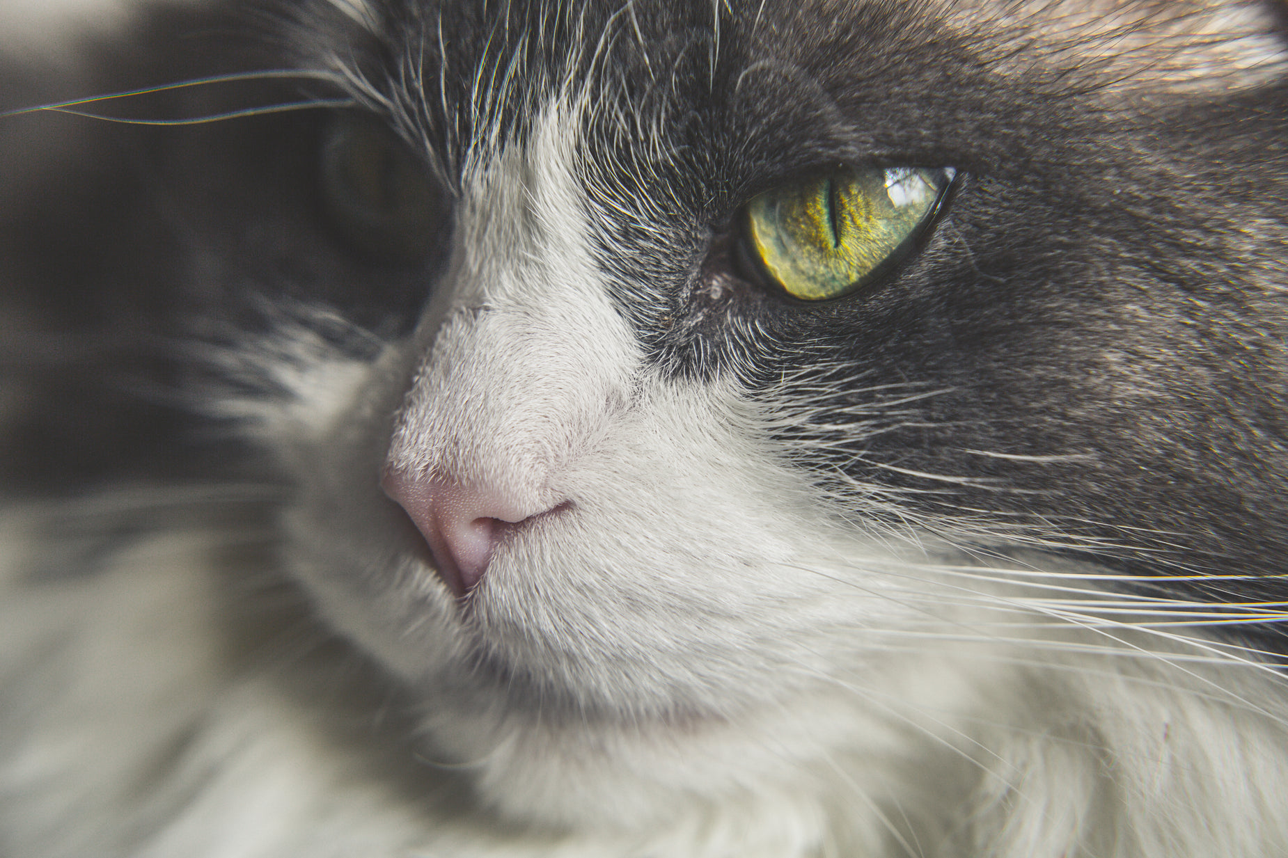 black, white and grey cat close up with yellow eyes