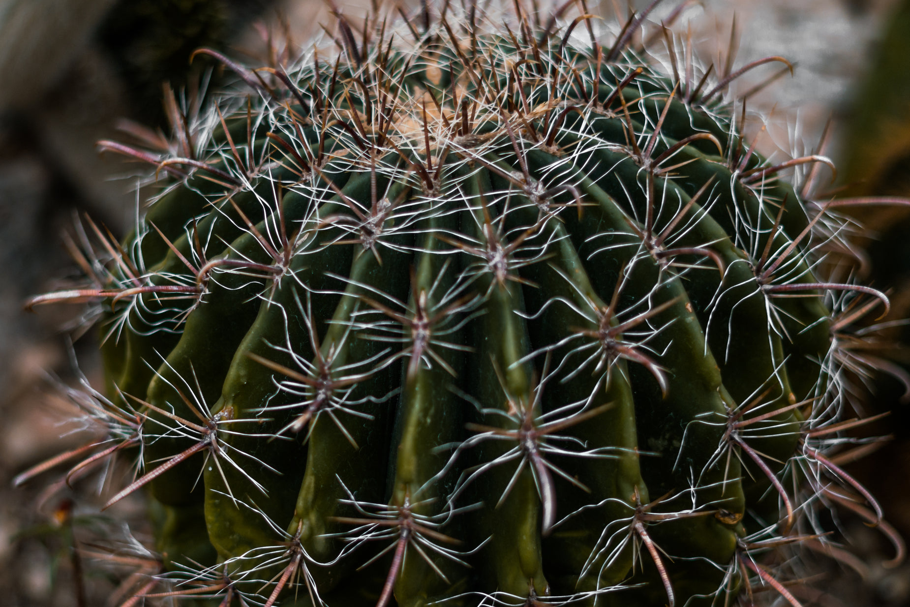 the large, tall cactus has little buds on it