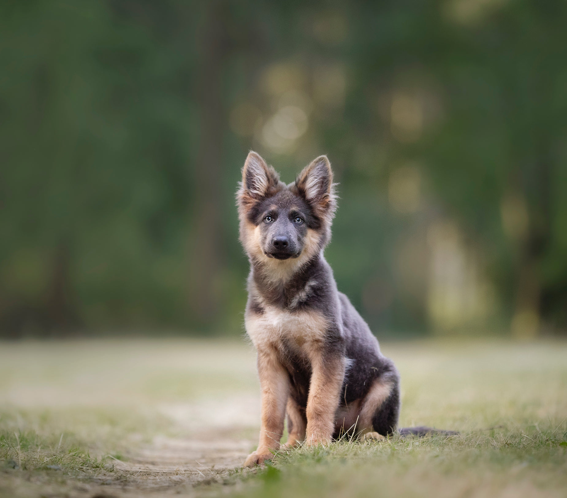 a dog is sitting in the grass alone