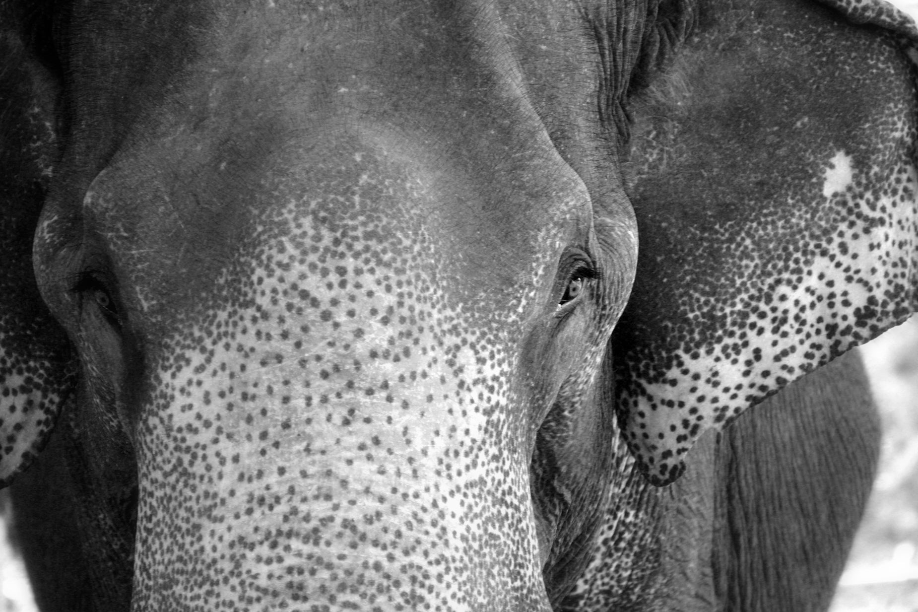 close up po of an elephant showing spots of paint on its skin