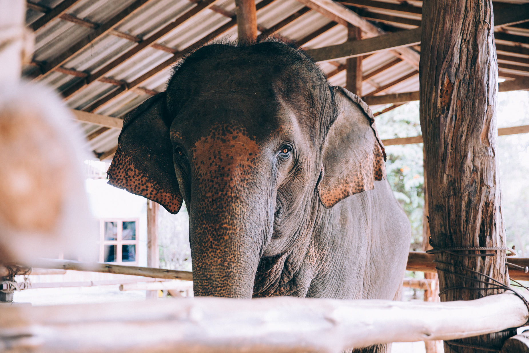 an elephant stands in a covered area near a metal railing