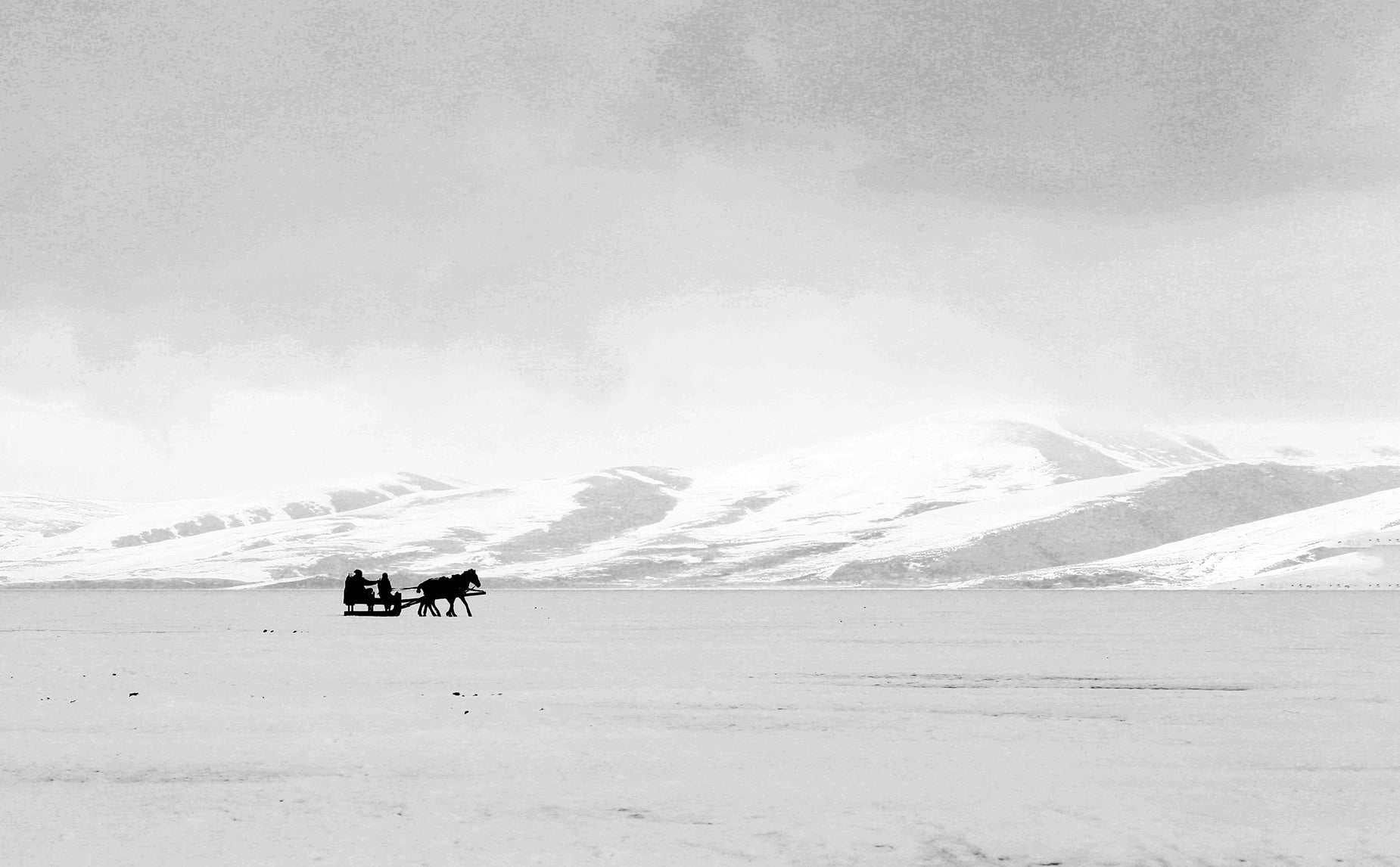 two horses walking through a field and in the background some snowy mountains