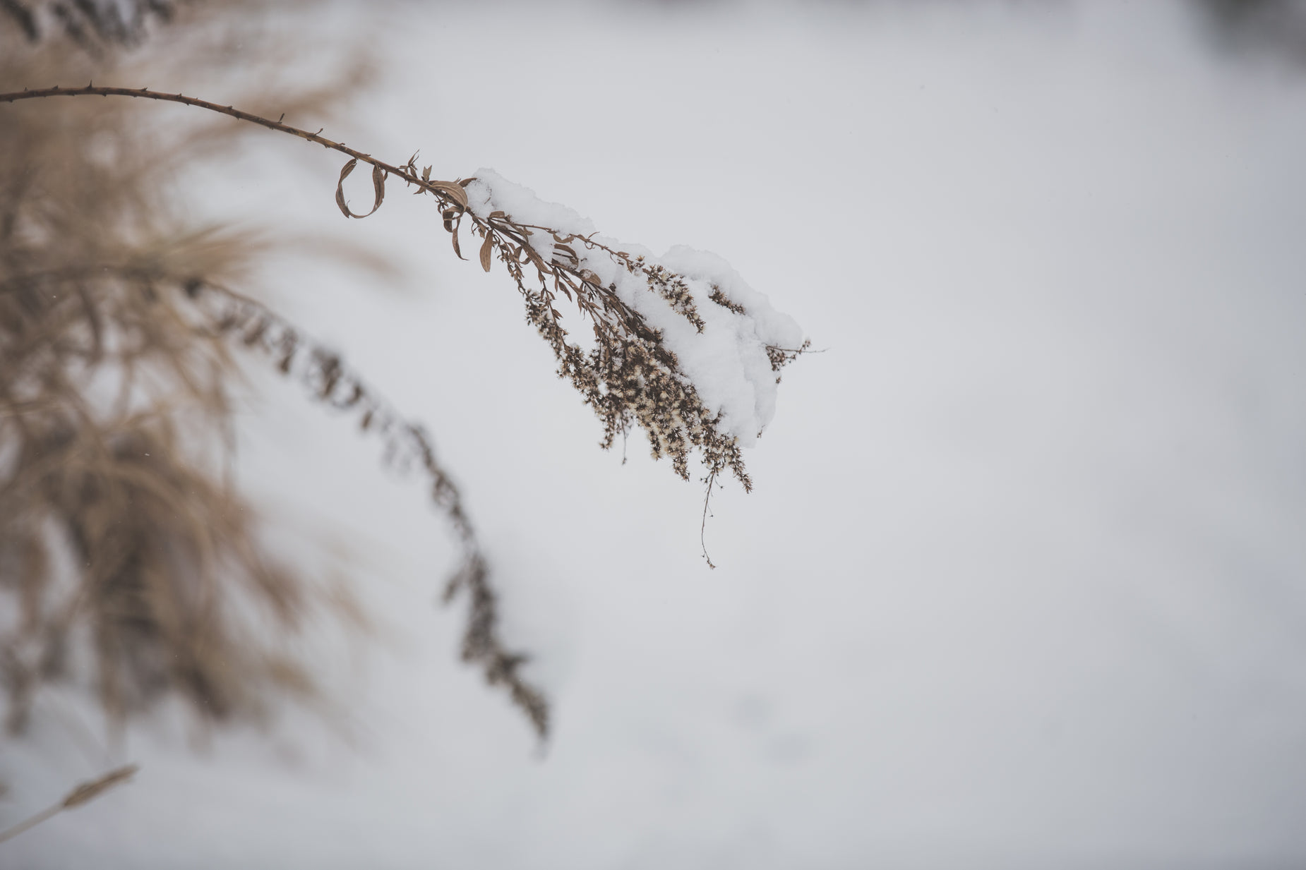 a snow covered nch with a few thin stems in it