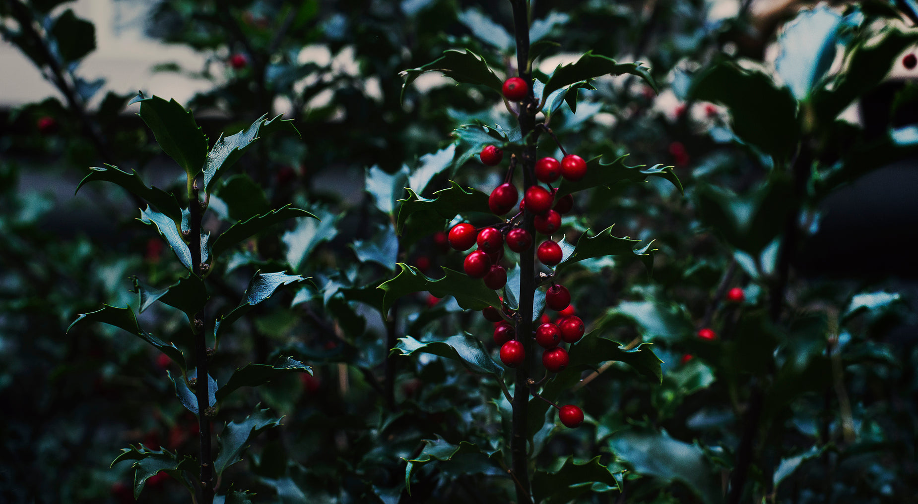 red berries are growing on a small tree