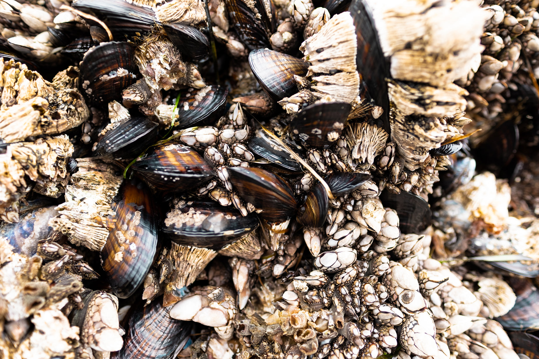 the clams are crawling through large holes in the tree