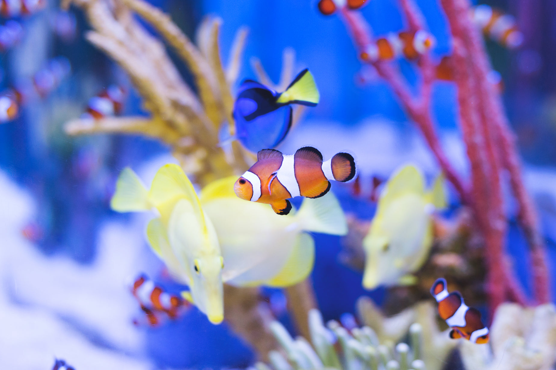 fish swimming in an aquarium with corals in the background