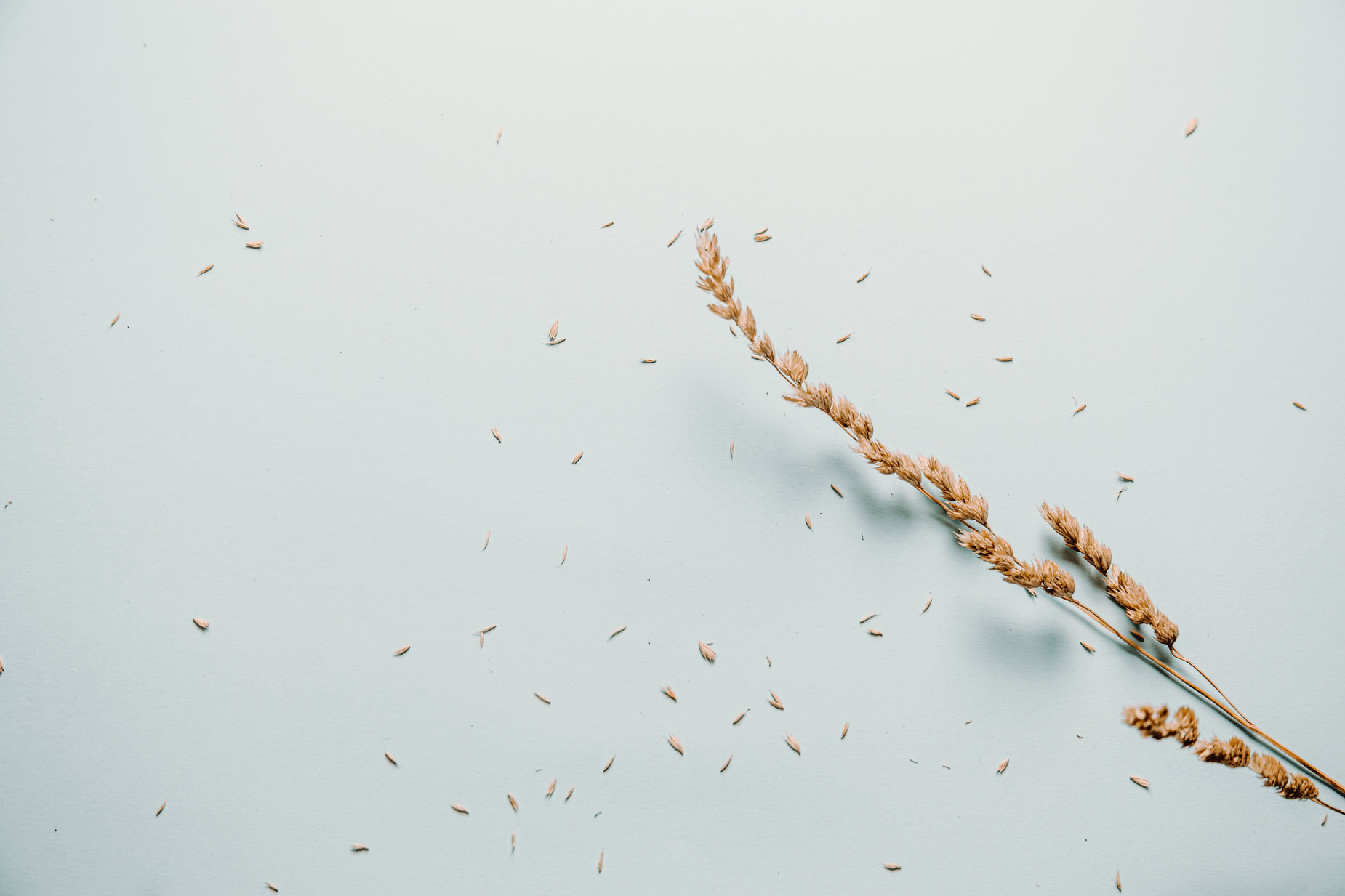 several dried plant seed lying on a pale blue background