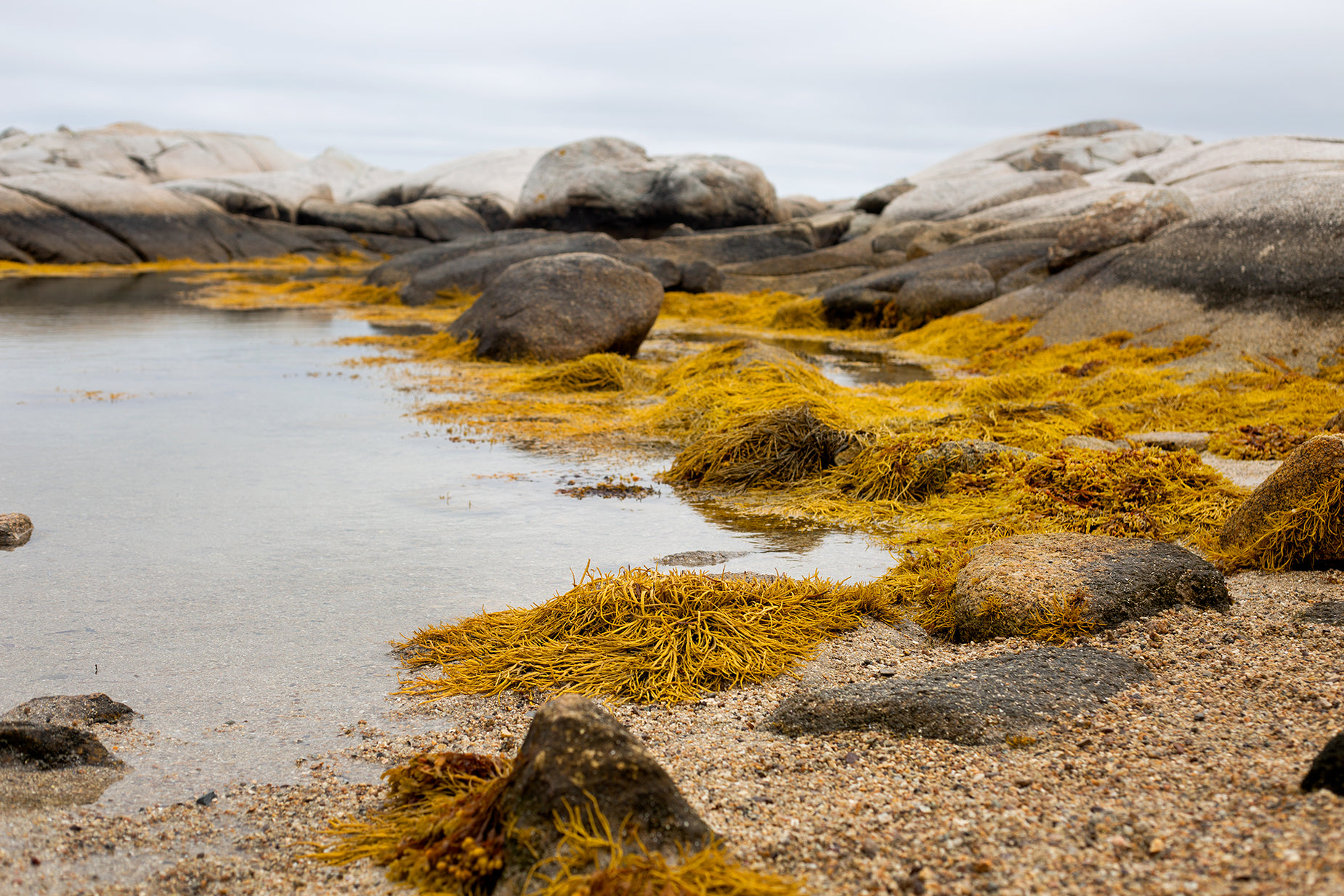 moss in water and rocks with sky in background