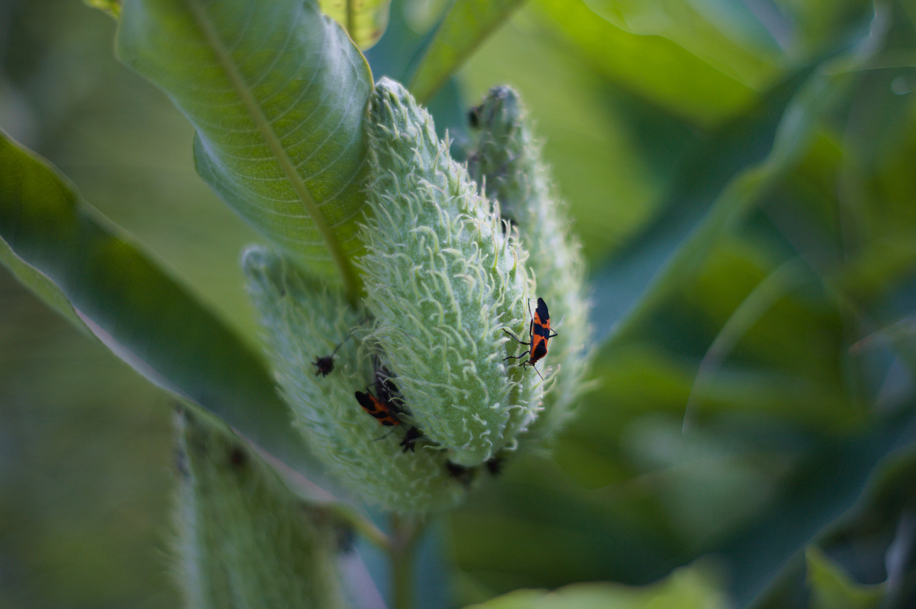 two bugs sitting on top of a large flower