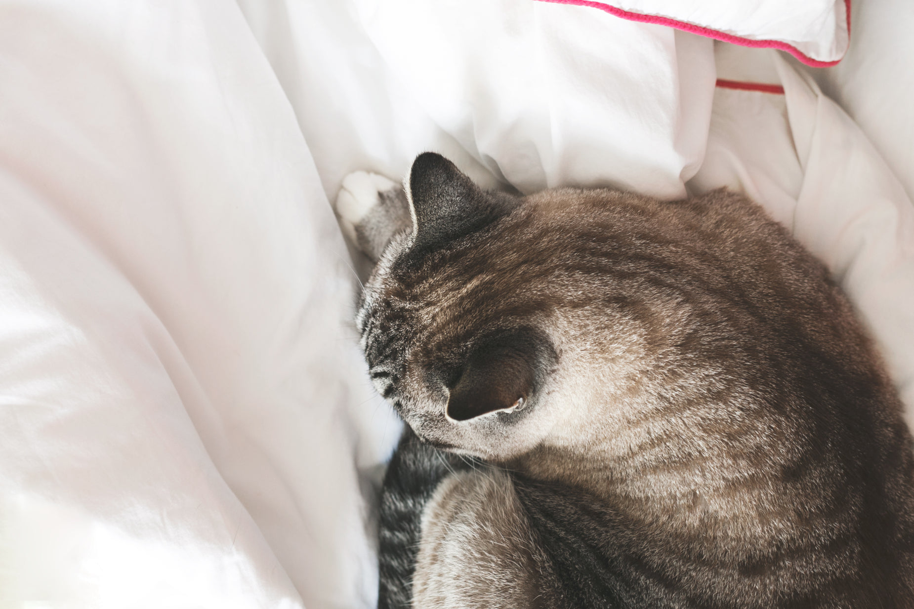 an image of a cat that is sleeping on the bed