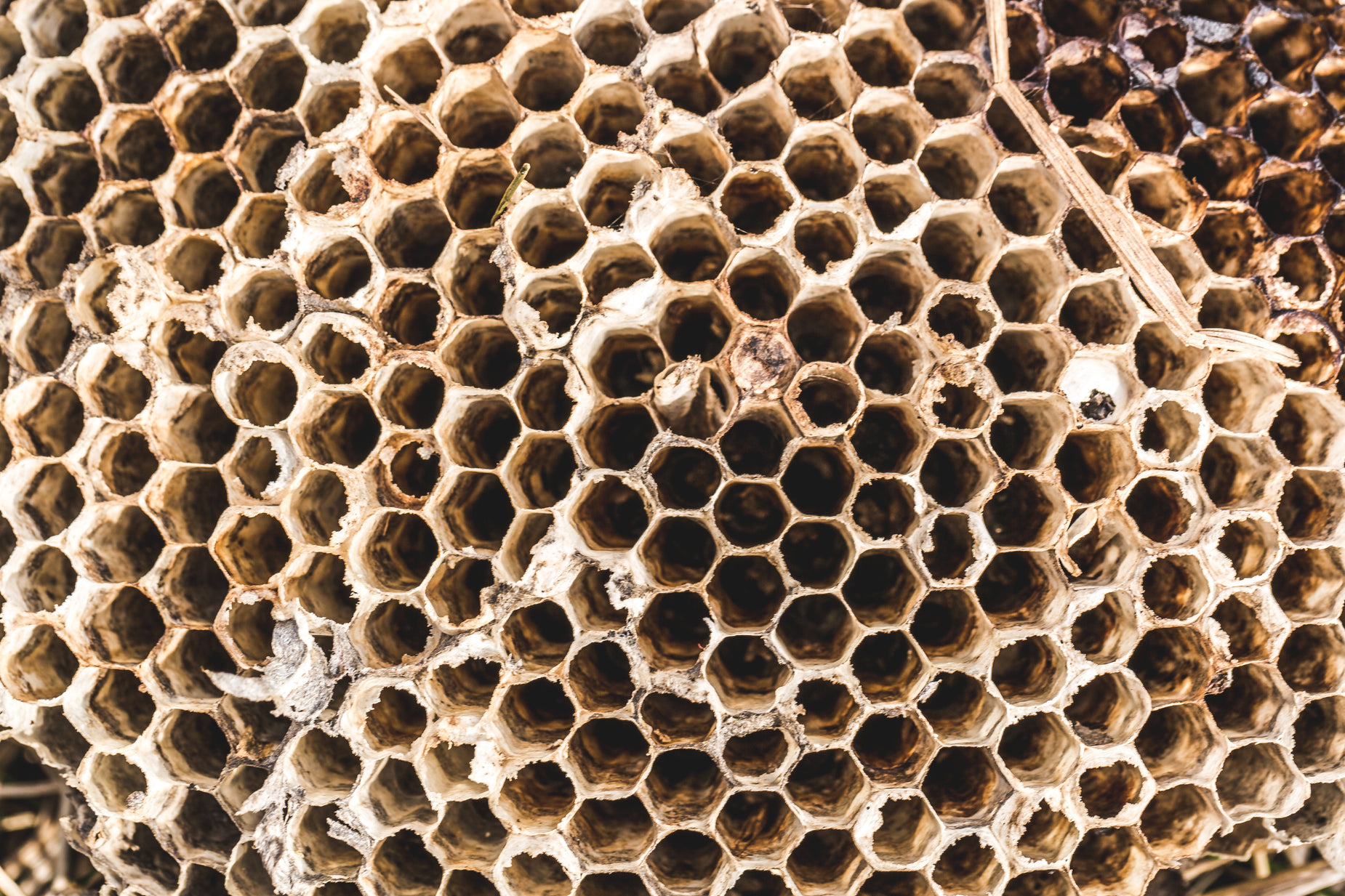 the structure of a honeycomb with the cell below