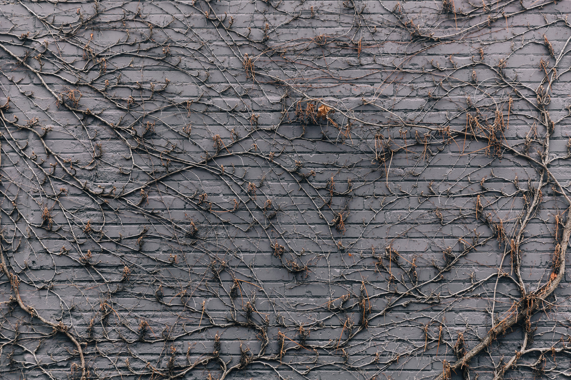 a bird is standing in front of vines