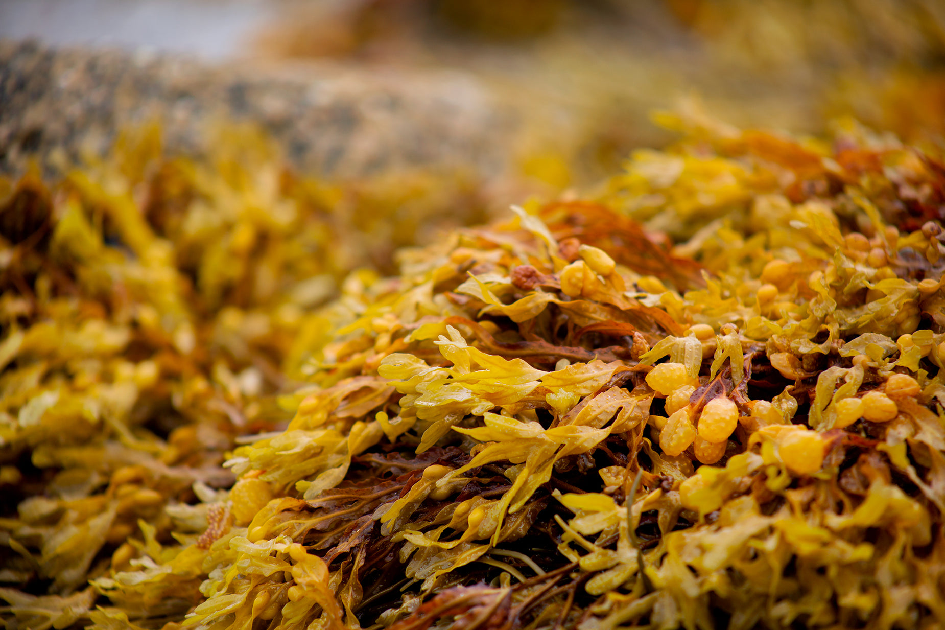 several different kinds of flowers on the ground