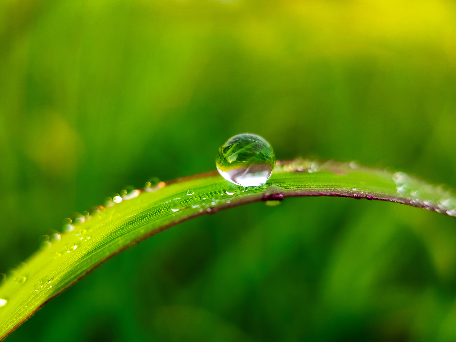 a close up view of a water drop on a green leaf