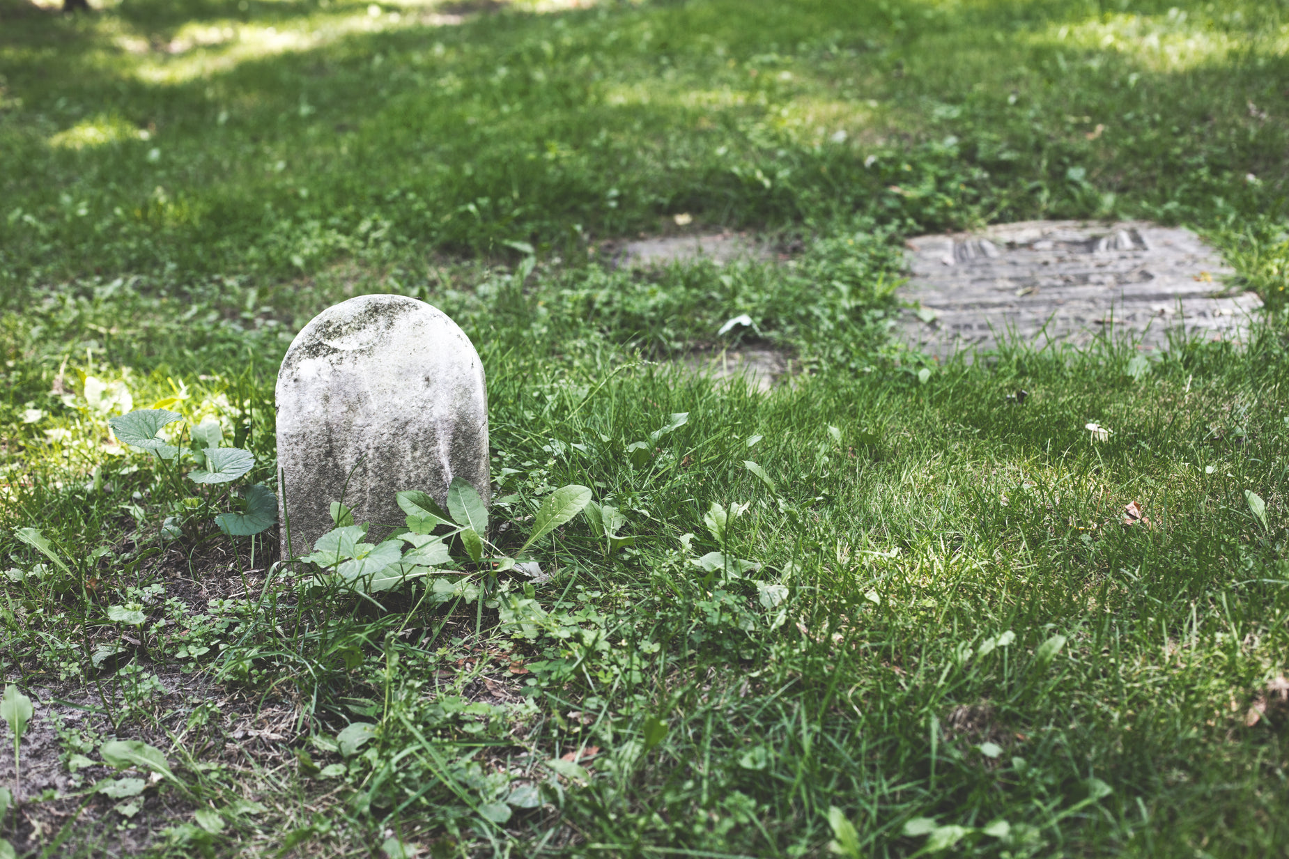 a cemetery marker surrounded by green plants in a cemetery