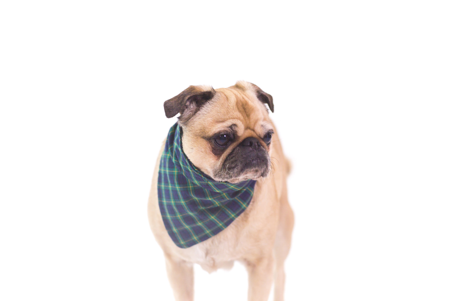 a dog standing with a green bandana around its neck
