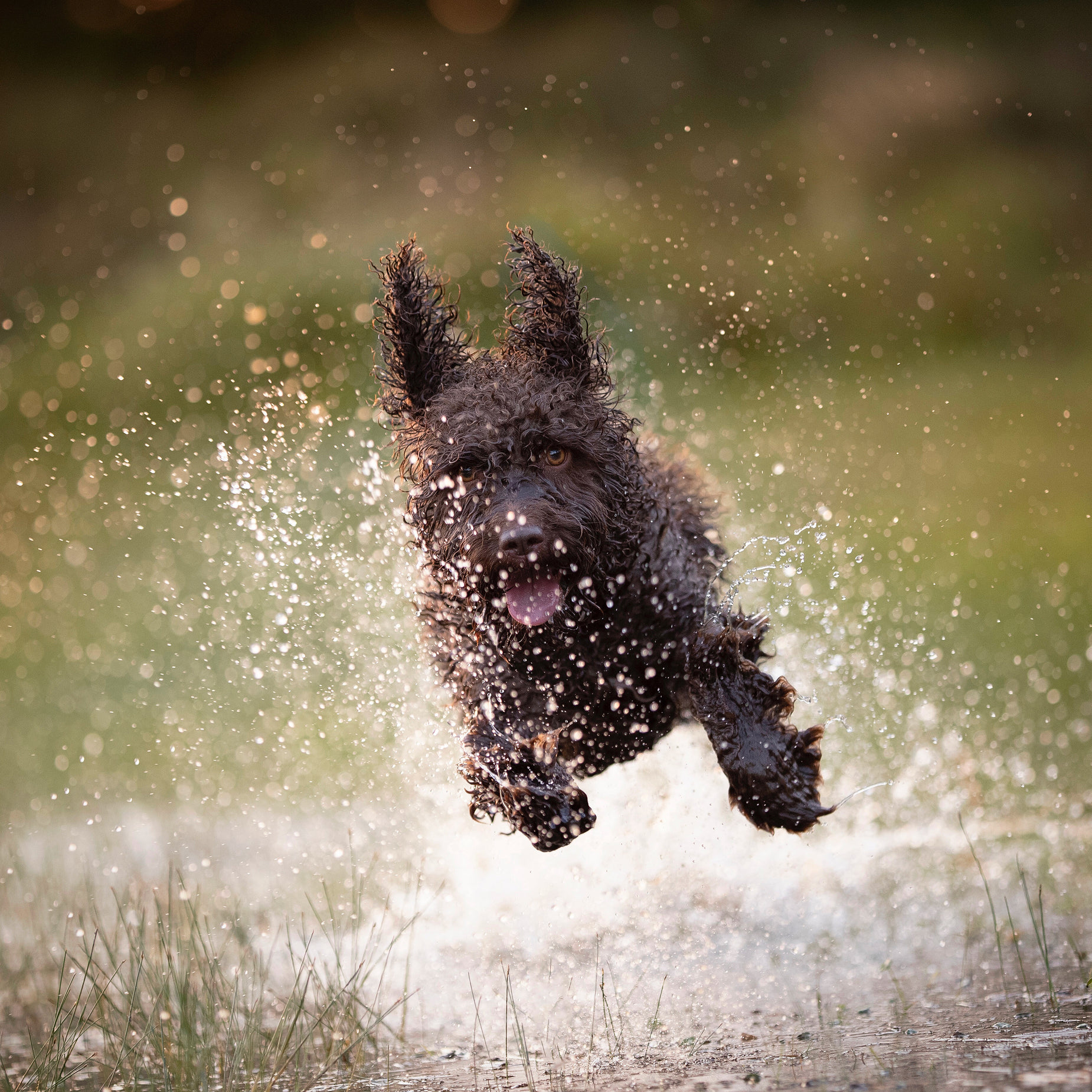 a black dog running through shallow water