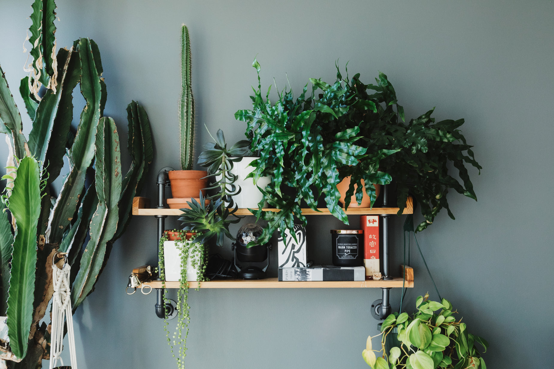 plants displayed on shelf with other things on it