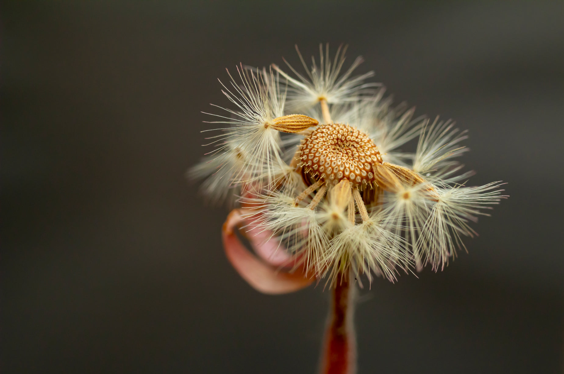 a small dandelion sitting on top of a table