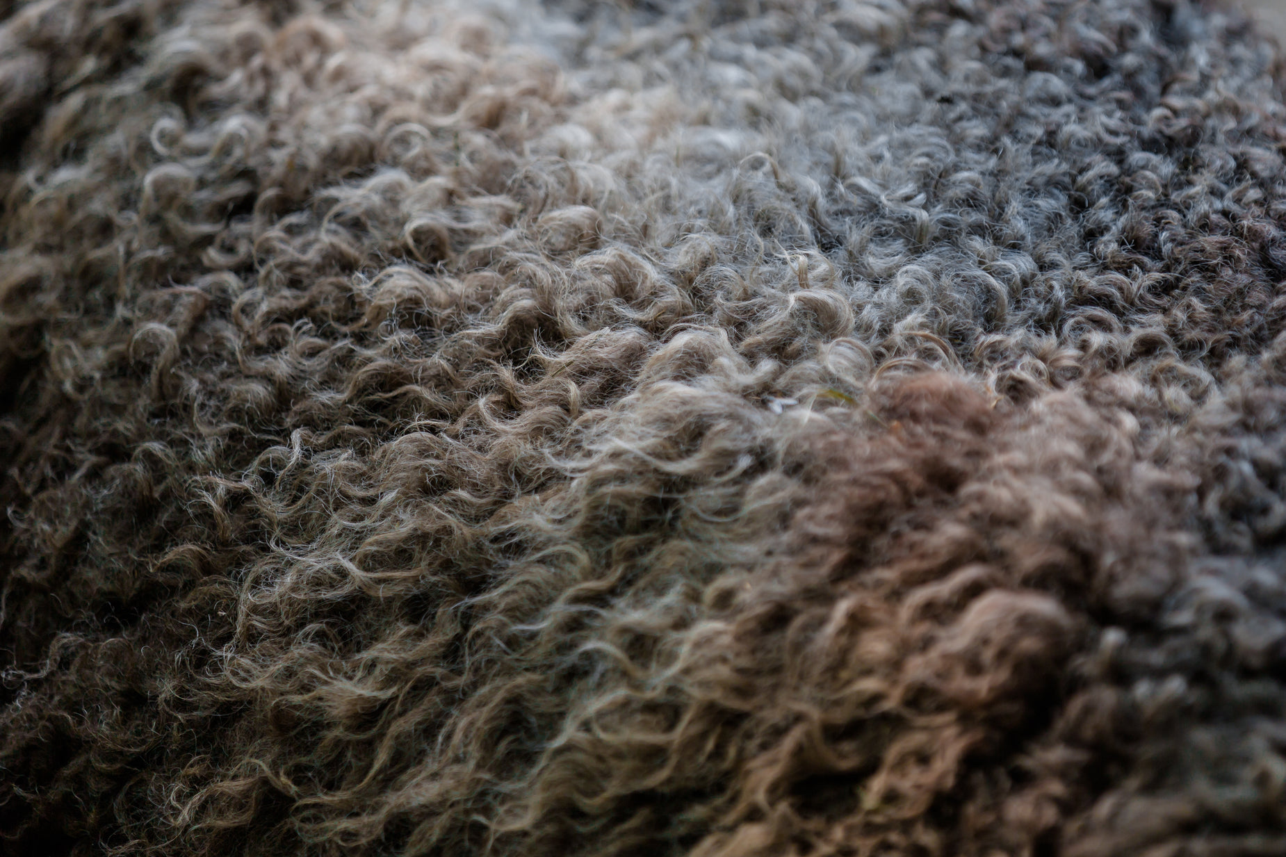 the wool has been washed up so it looks gray