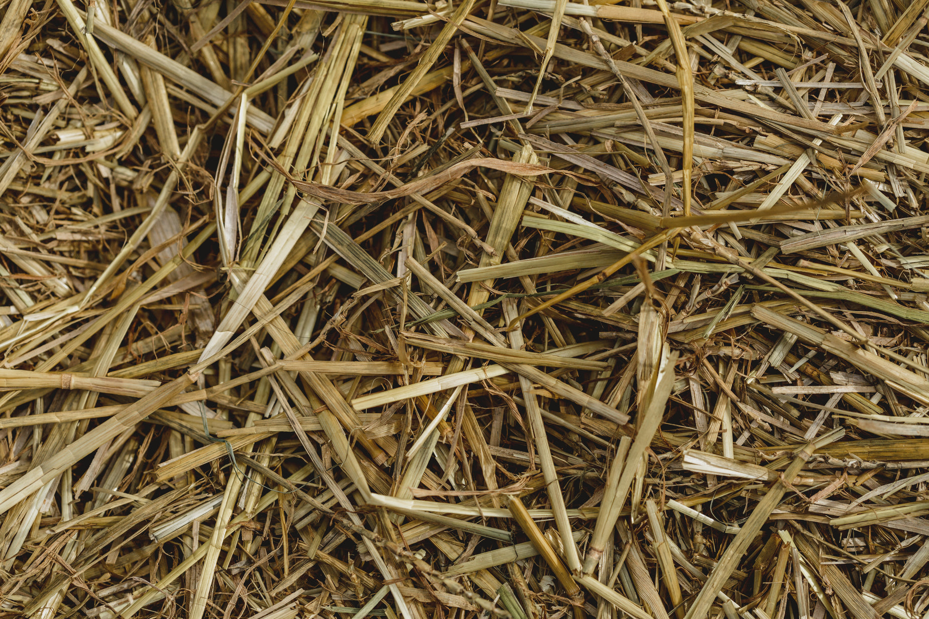 close up view of various dry straw as background