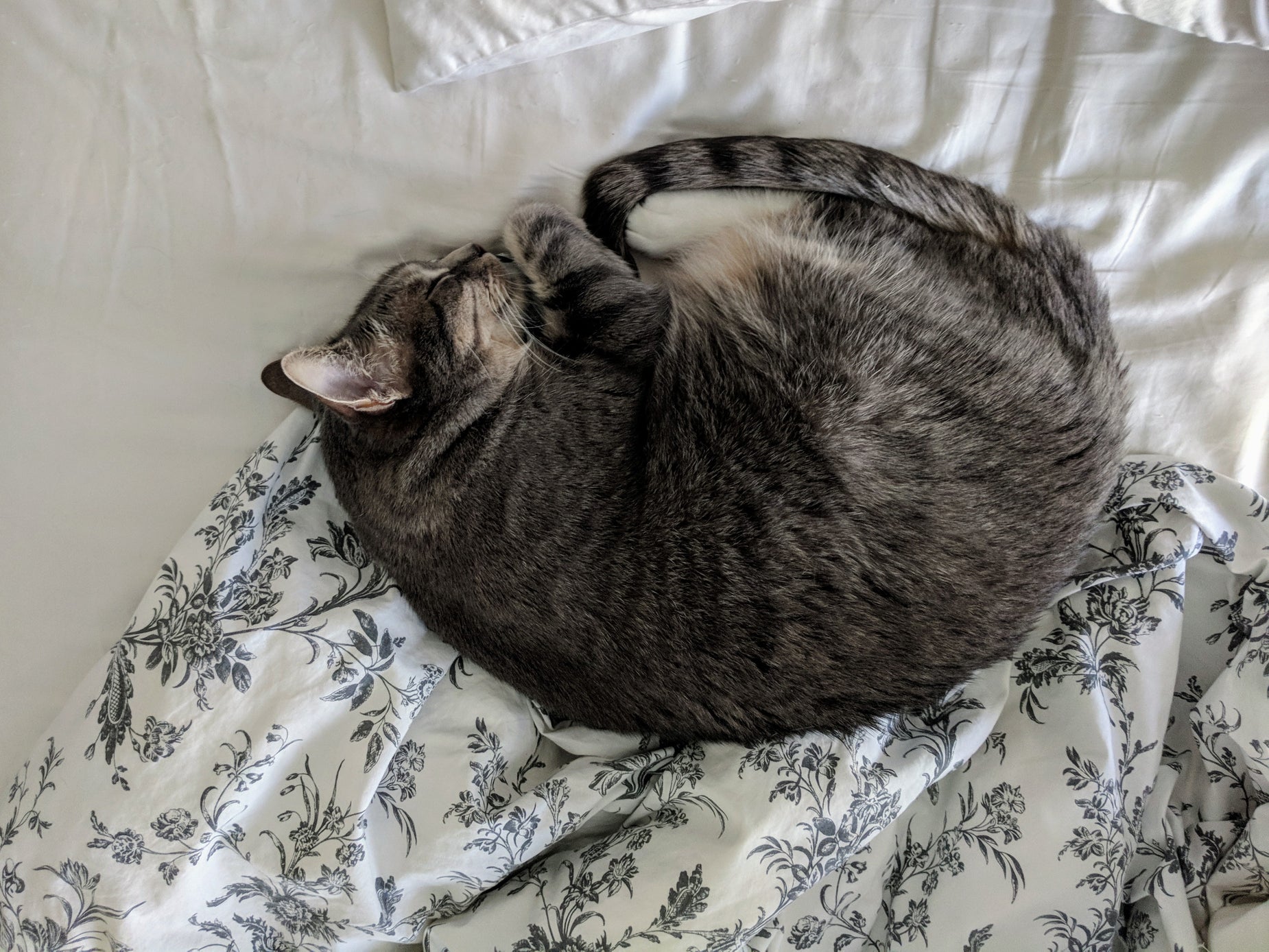 a cat curled up and sleeping on a bed