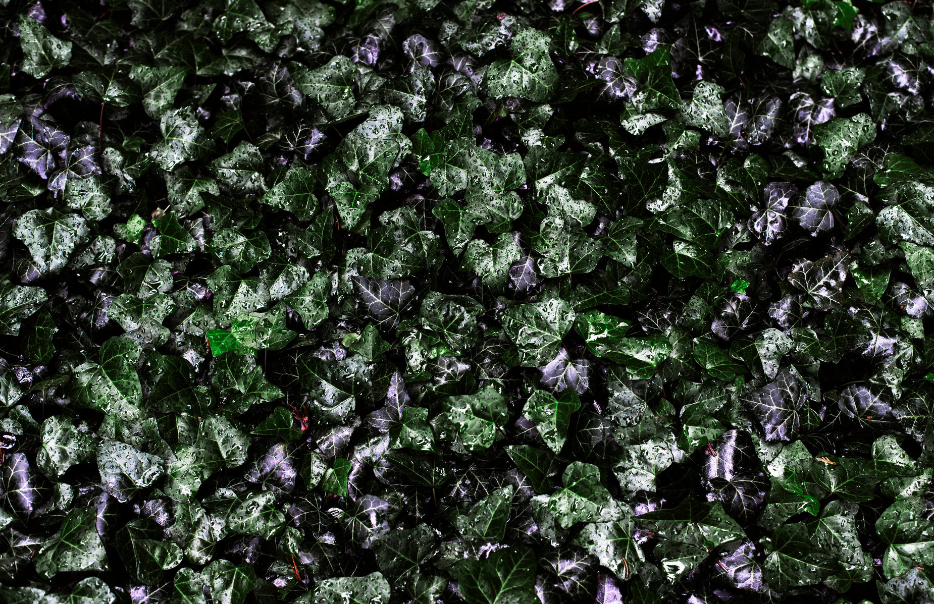 close up view of dark green, metallic leaves