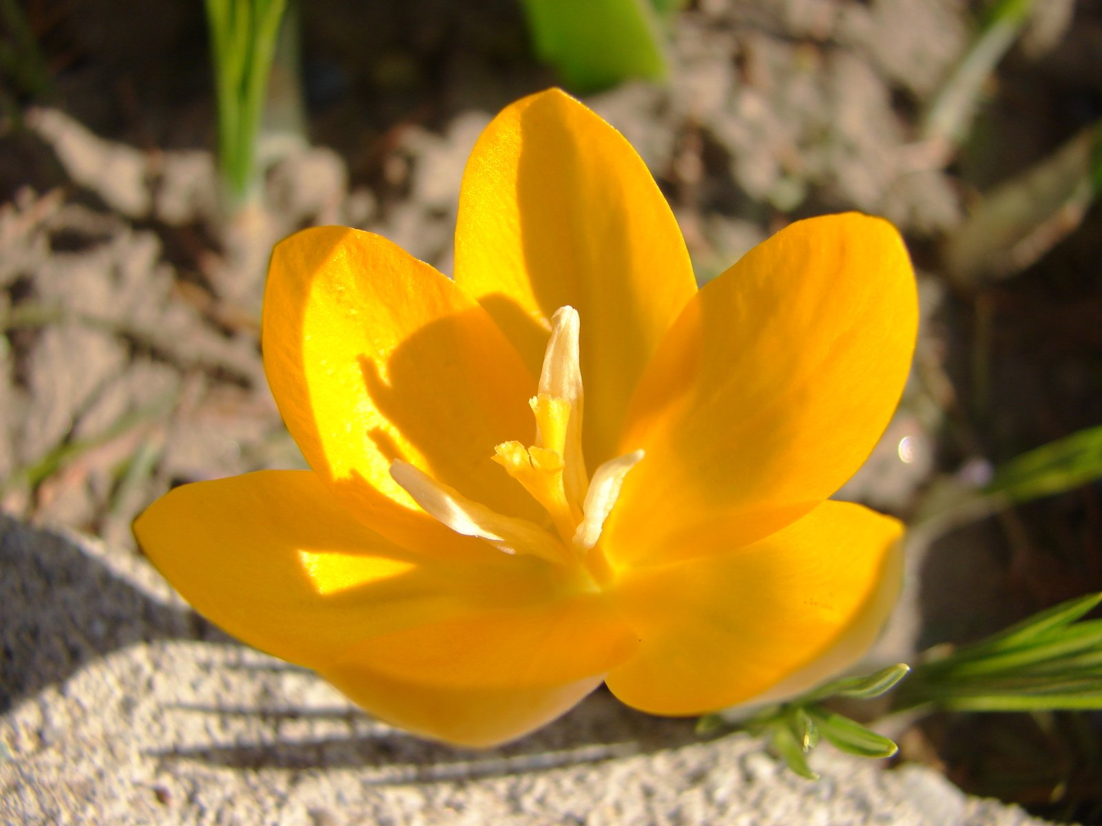 a yellow flower that is sitting on the ground