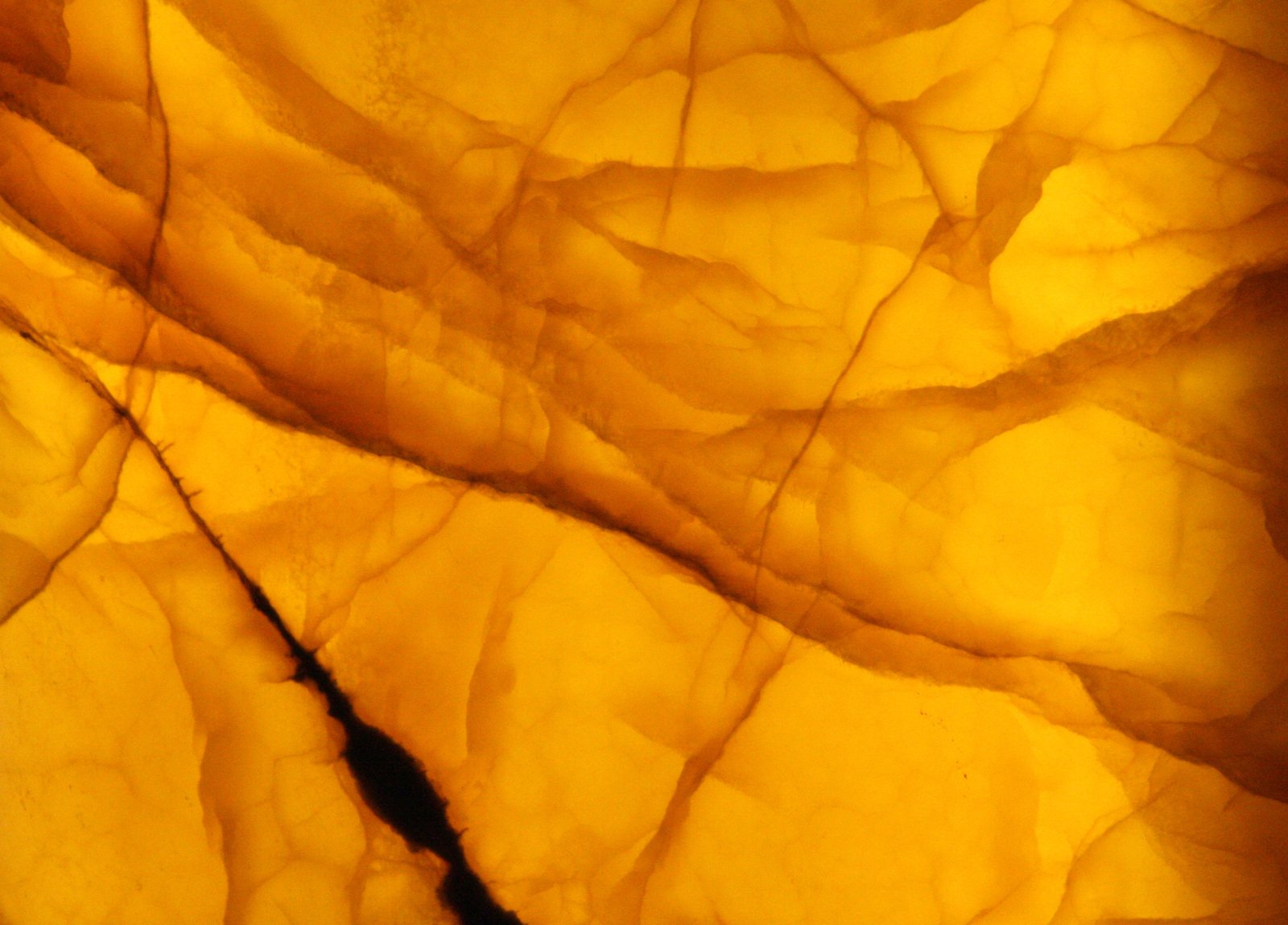 a close up view of yellow leaf showing light reflecting off the leaves