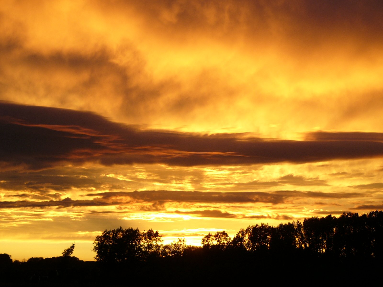 a large sun is setting behind a tree