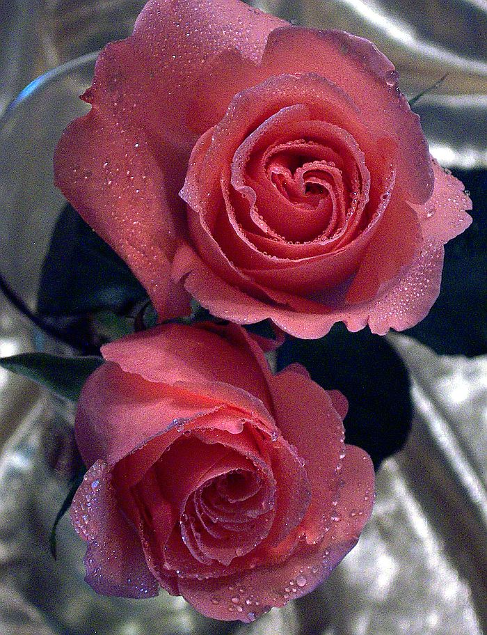 two red roses are in a vase filled with water