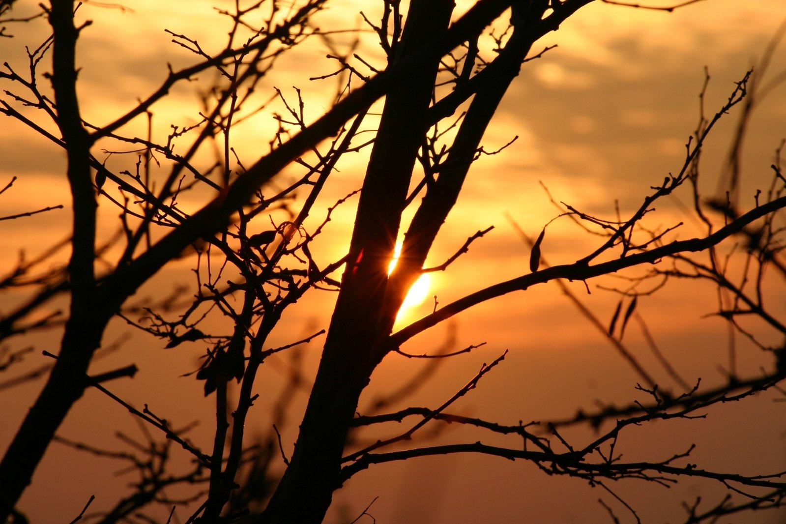 a sunset seen through some leafless tree nches