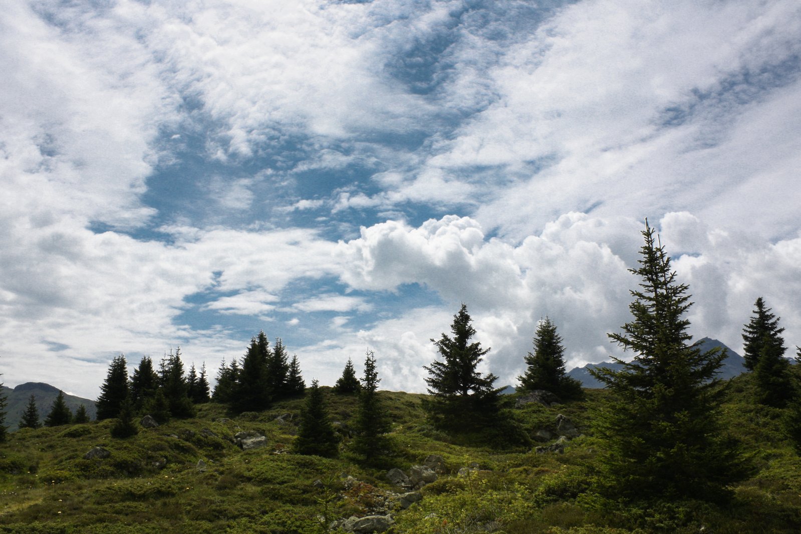 a grassy hill covered with trees under a cloudy sky