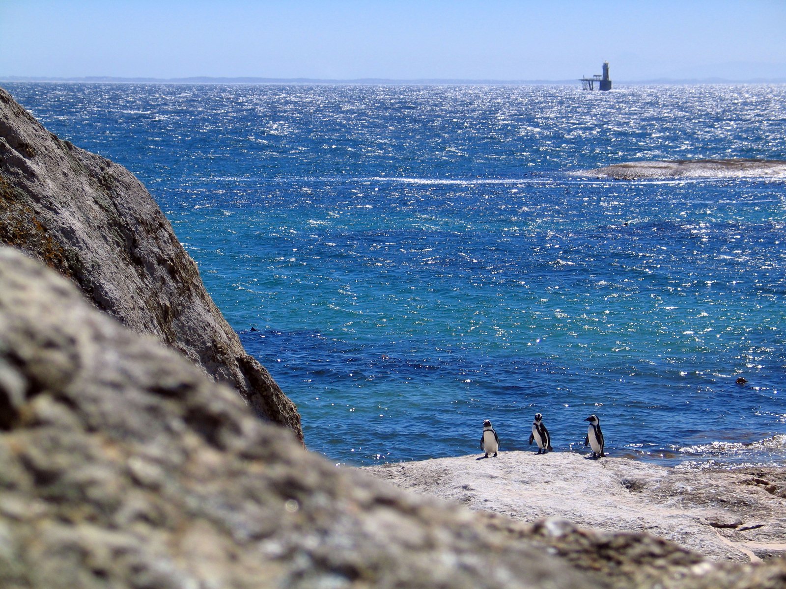 three small penguins stand on some rocks overlooking the water