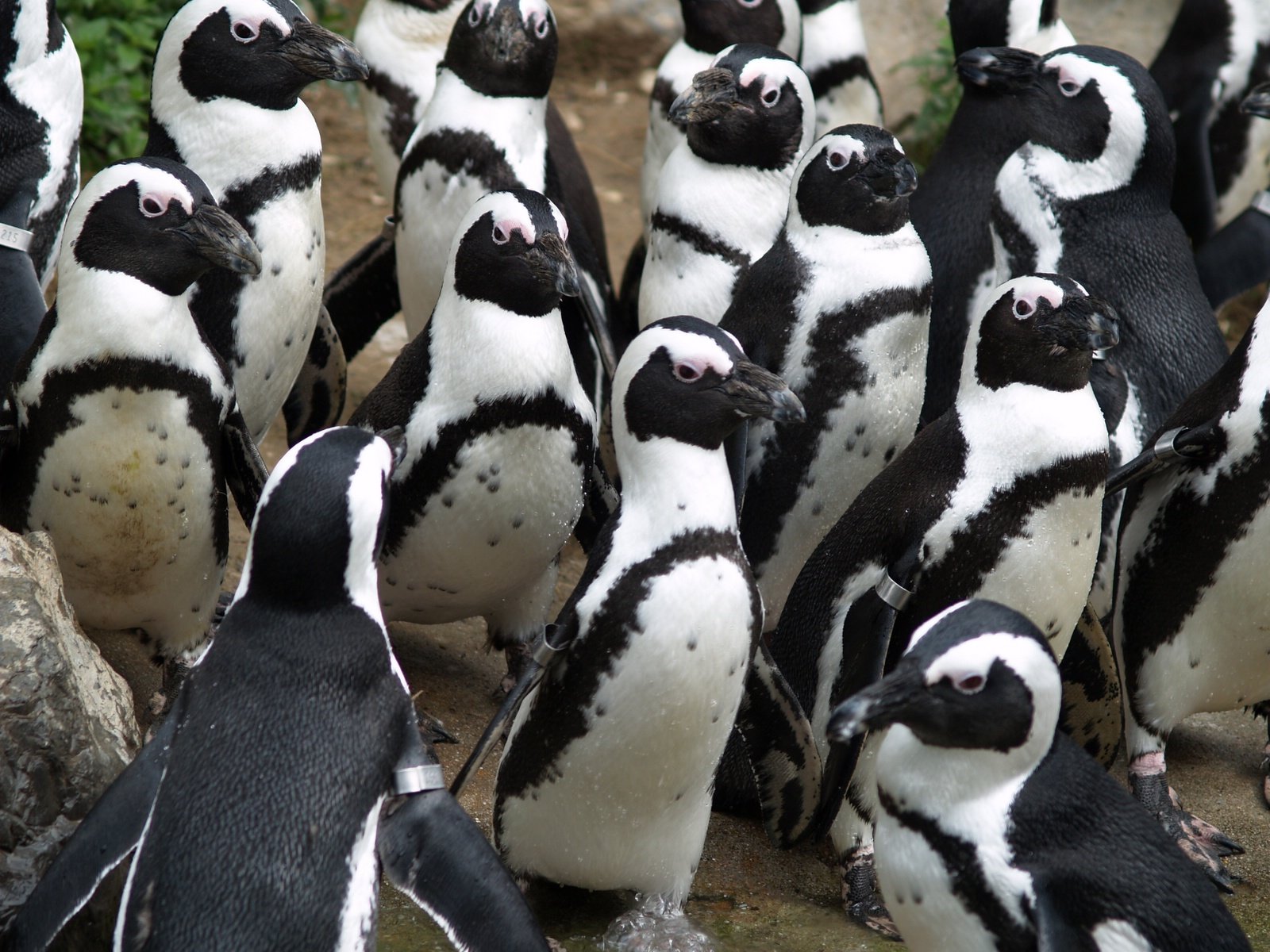 there are many penguins and one is standing up