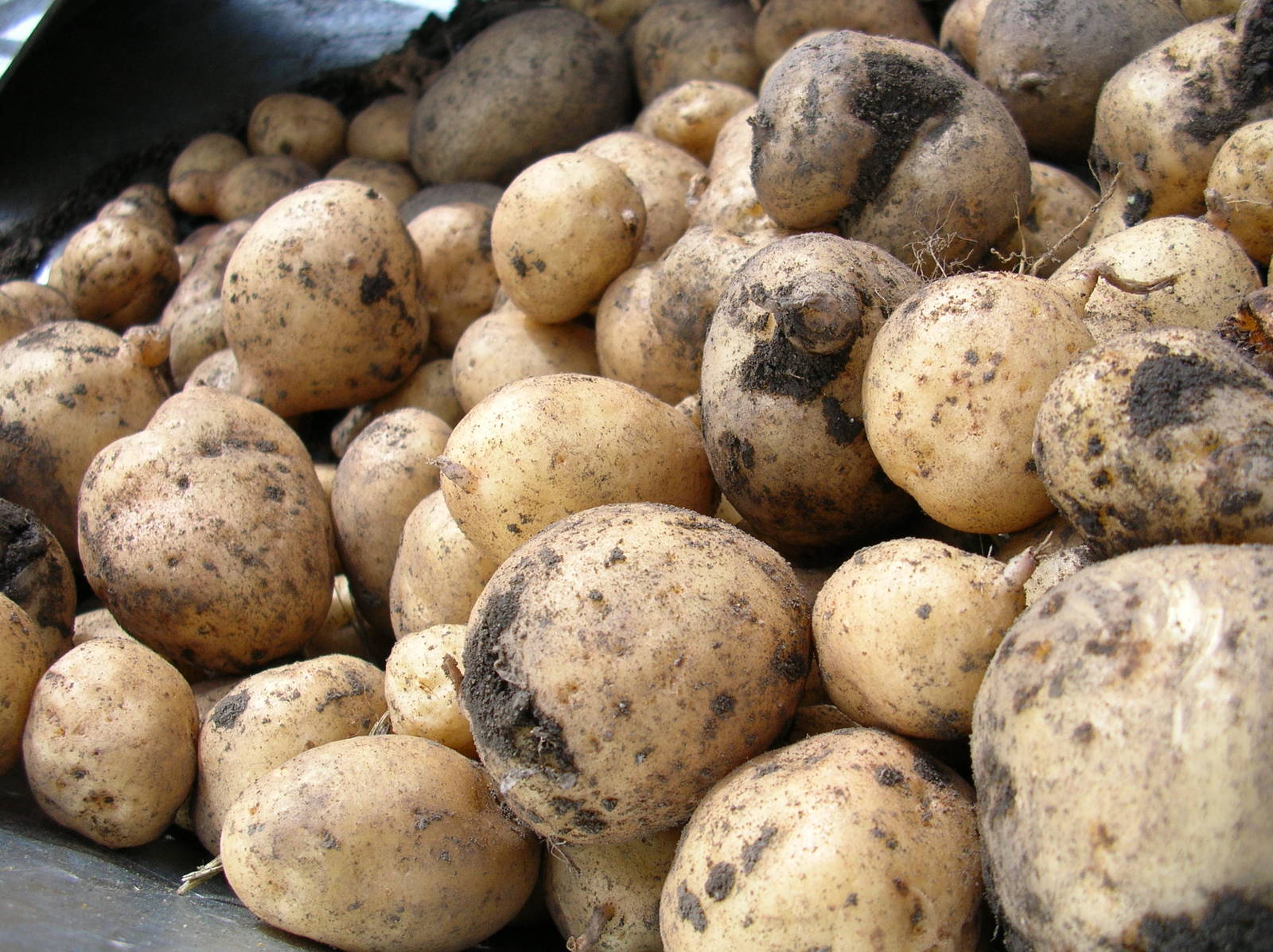 the potatoes are still with the brown and black dirt