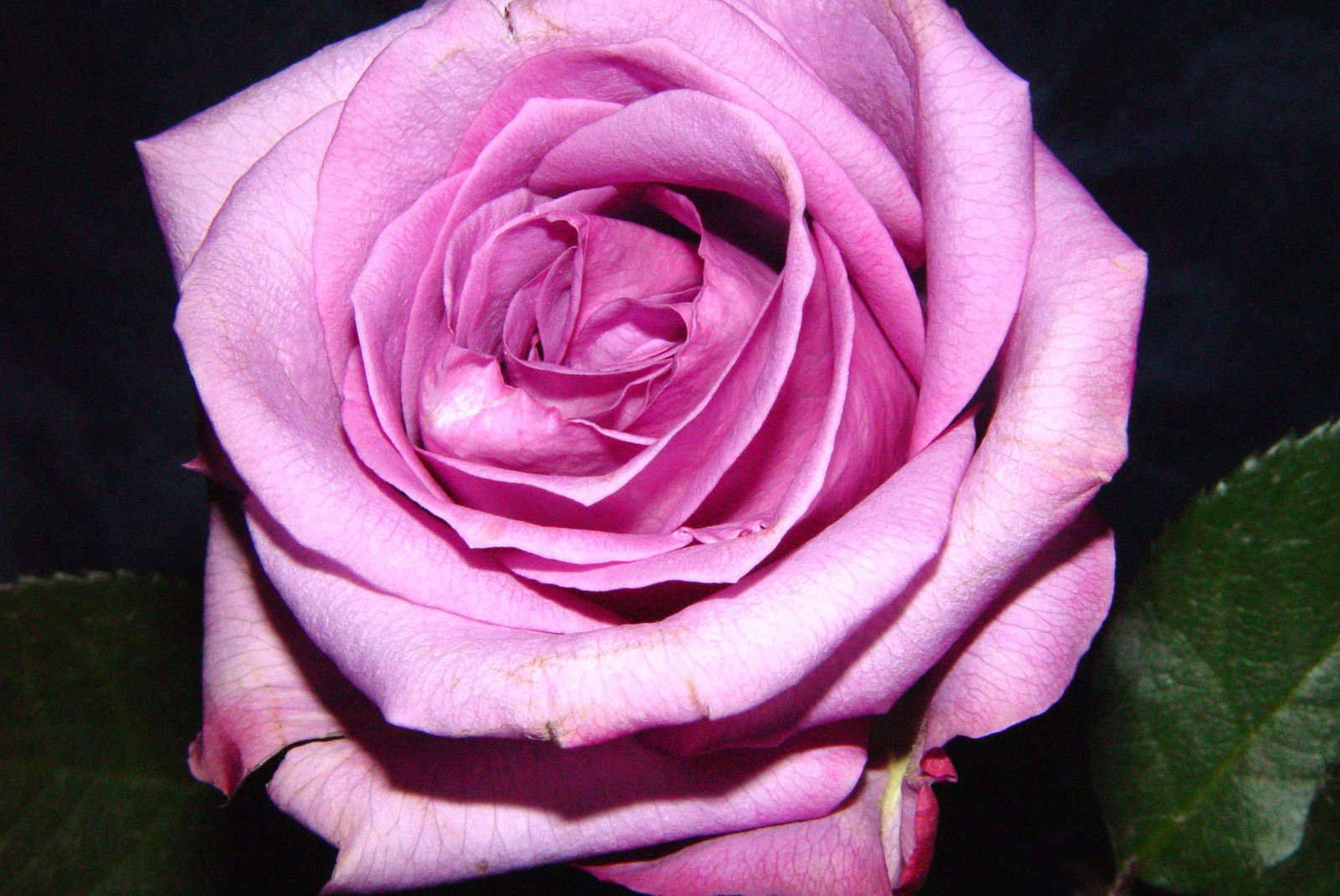 a pink rose that has been partially open