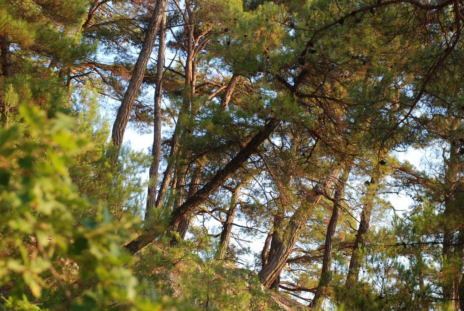 a close up view of some trees, with leaves