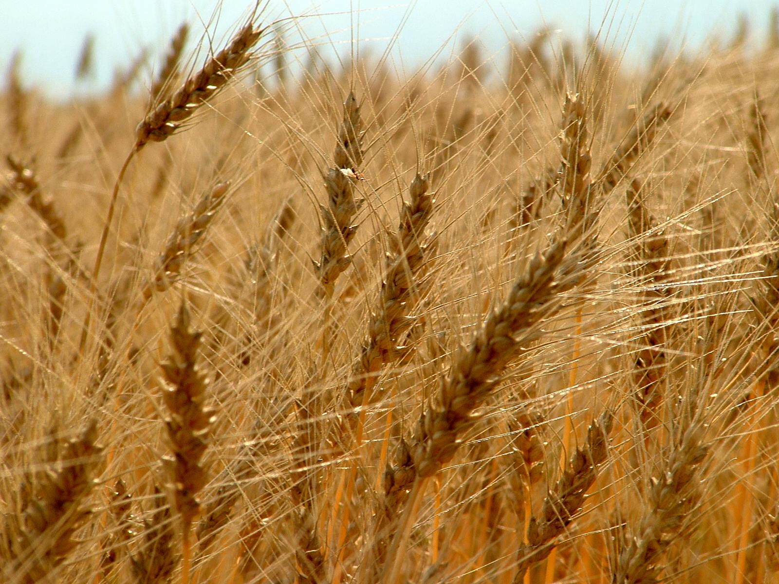 a close up s of a wheat field