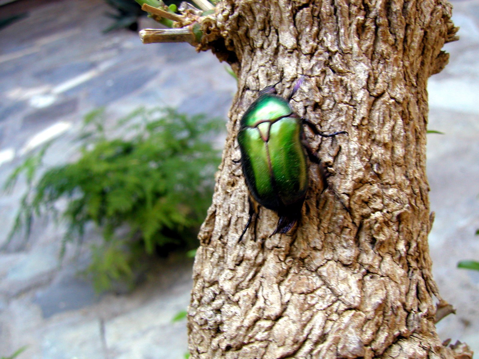 a green bug crawling on the bark of a tree