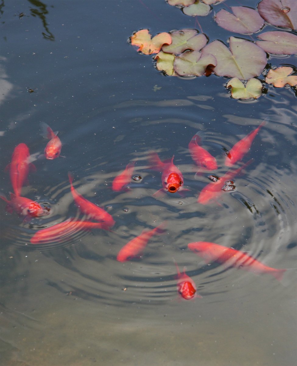 some small red fish swimming in the water