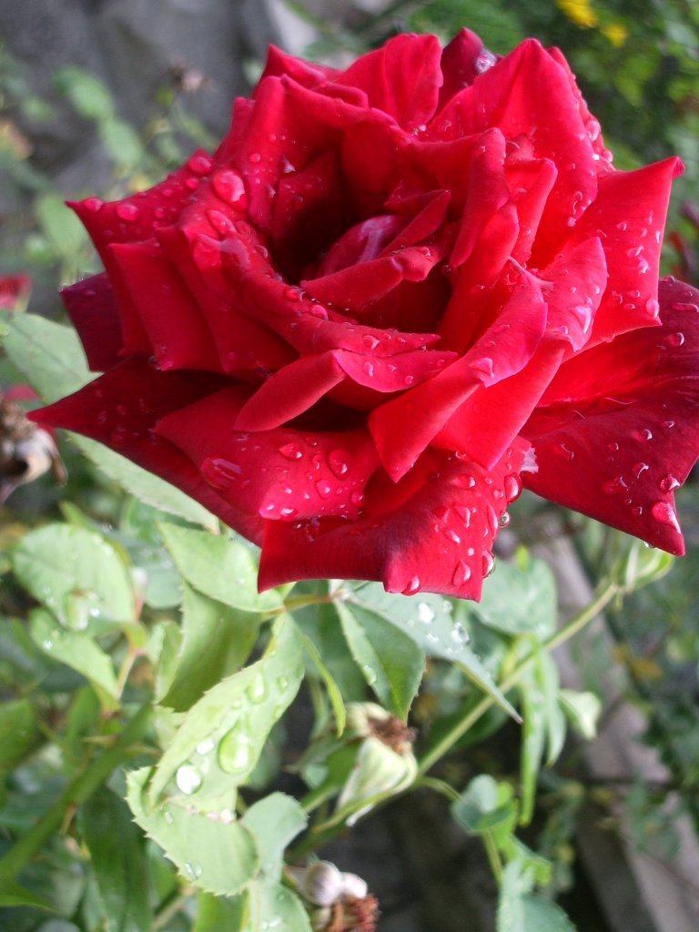 red rose with rain drops on it's petals