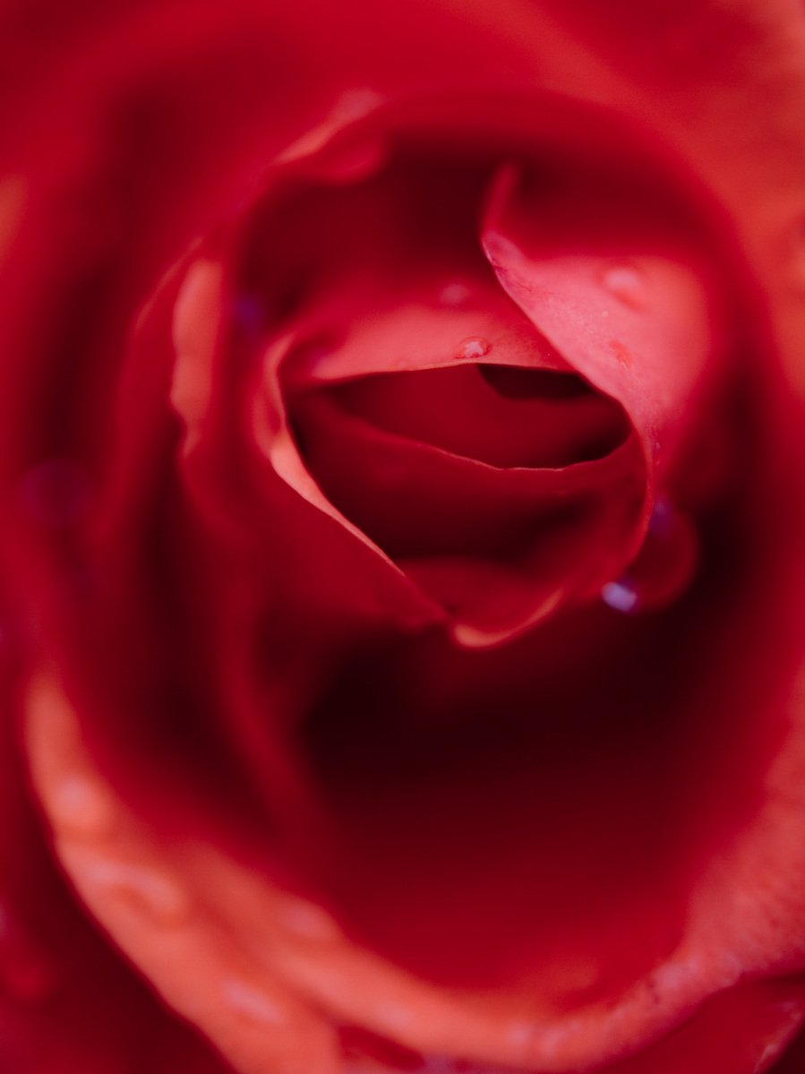 a close up view of an extremely large red rose