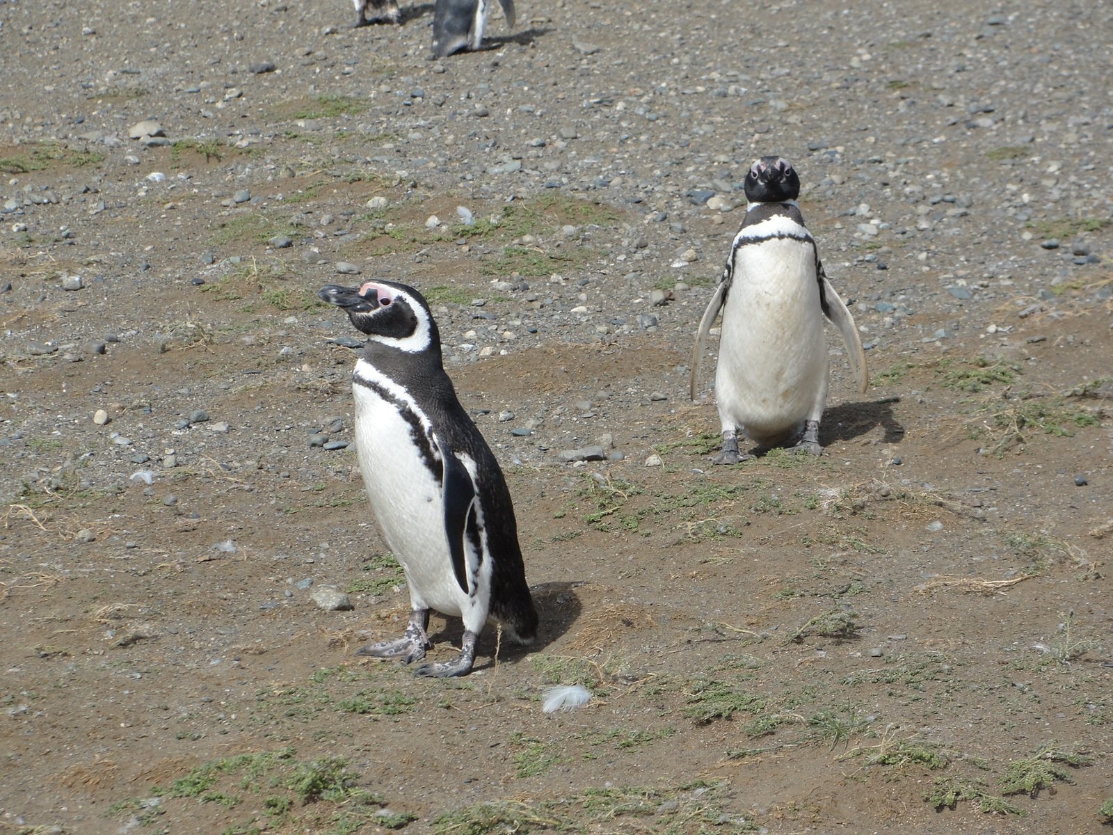 several penguins walking around on a dirt surface