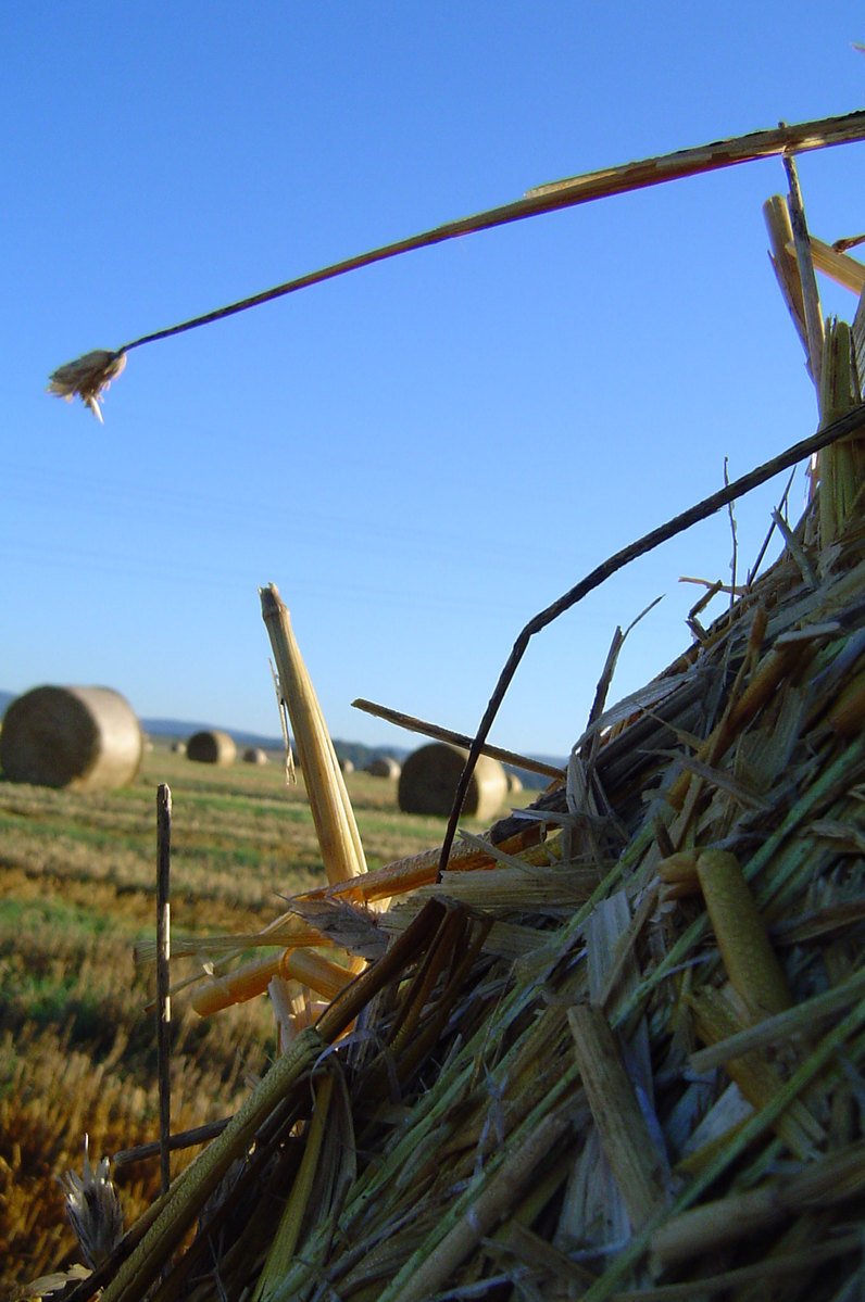 a bird flying over hay bales in a large field