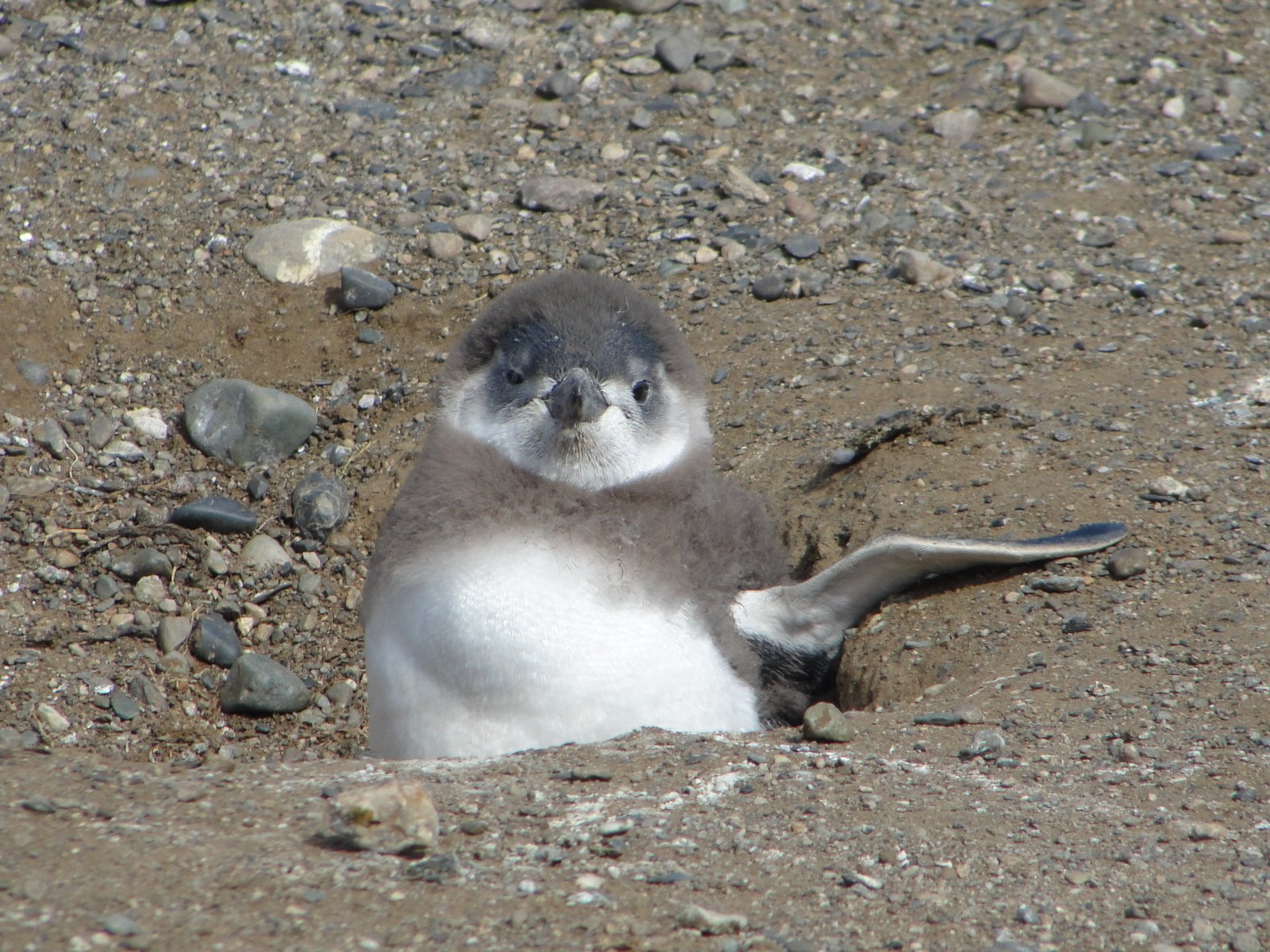 a baby bird that is laying down on the ground