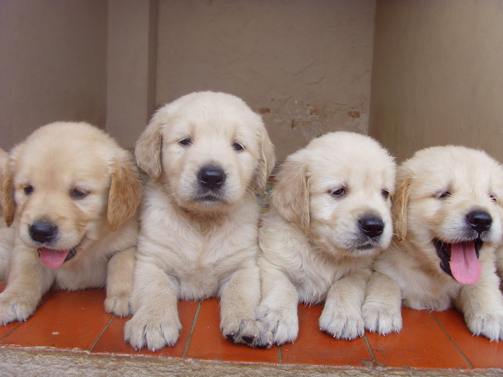 a few puppies sitting together and resting on the ground