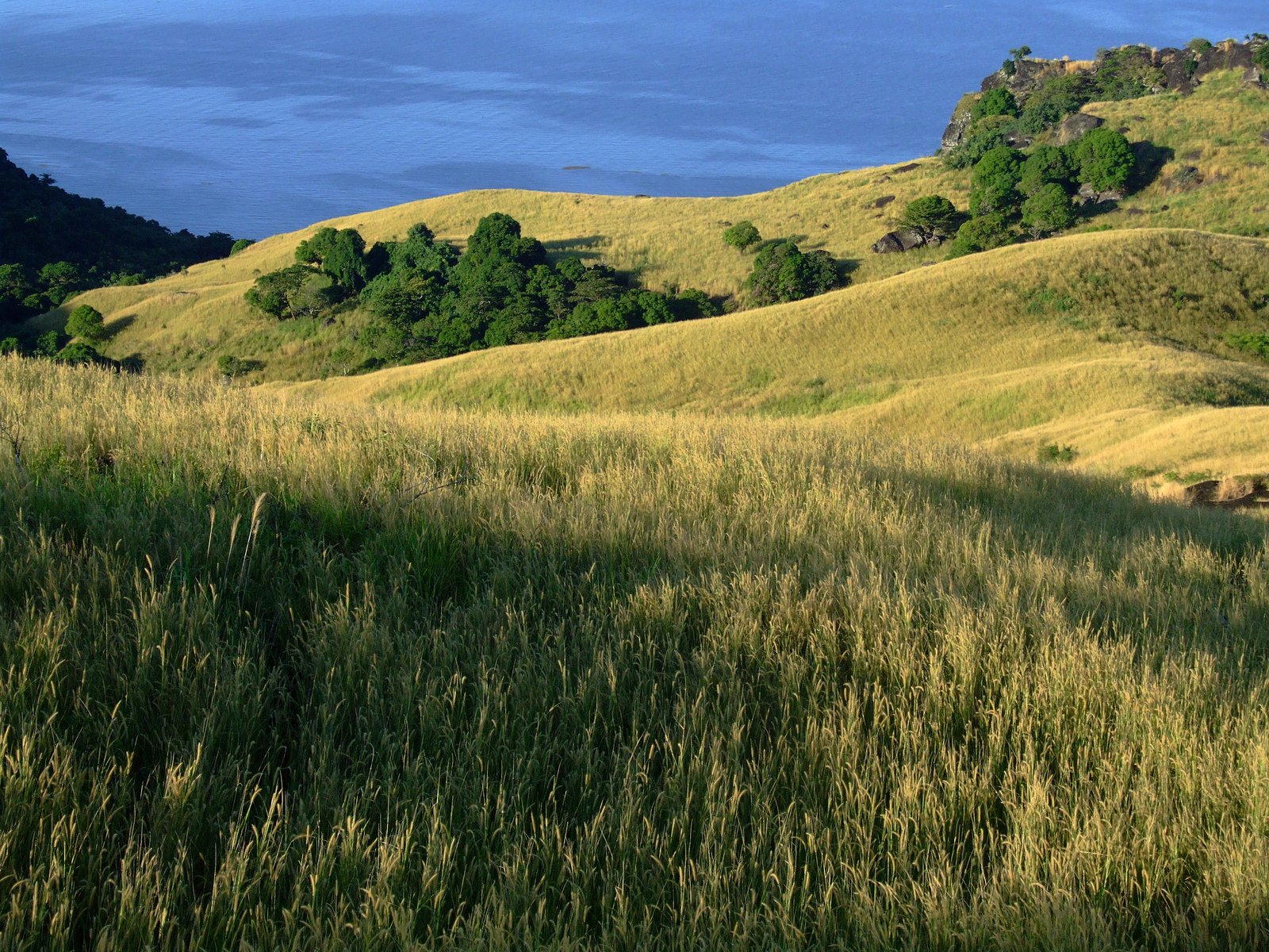 green grassy hill with trees on top of it